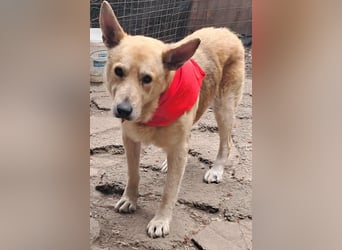 Wunderschöner Spencer