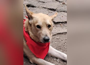 Wunderschöner Spencer