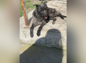 Xana, Hundemama sucht liebevolles Zuhause