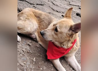 Wunderschöner Spencer