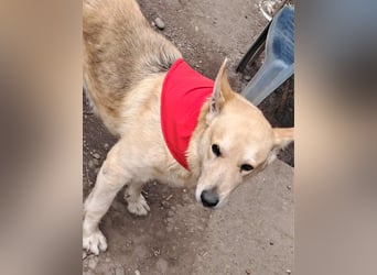 Wunderschöner Spencer