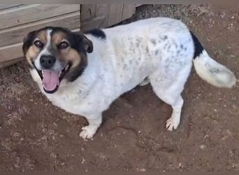 Yucca - eine Kuschelmaus möchte endlich ankommen dürfen