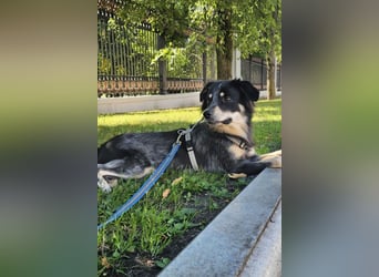 Chika - kleine Überlebenskünstlerin sucht ihre Menschen fürs Leben