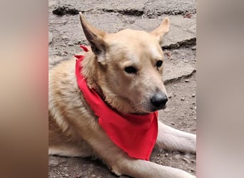 Wunderschöner Spencer