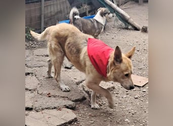 Wunderschöner Spencer