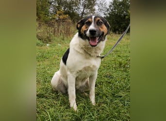 Yucca - eine Kuschelmaus möchte endlich ankommen dürfen