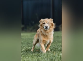 Oliver - ​Vom Überlebenskünstler zum Kuschelprofi
