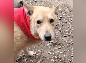 Wunderschöner Spencer