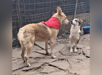 Wunderschöner Spencer