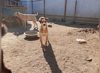 Freundliche und menschenbezogene Lora wünscht sich ein Zuhause