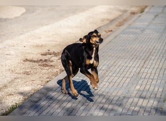 Hundeopa Freddie sucht seinen Gnadenplatz