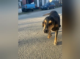Hundeopa Freddie sucht seinen Gnadenplatz