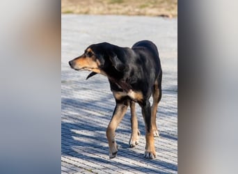 Hundeopa Freddie sucht seinen Gnadenplatz