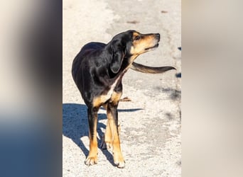 Hundeopa Freddie sucht seinen Gnadenplatz