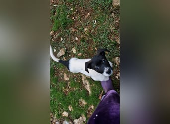 Lenny: verspielter Welpenbub sucht Zuhause