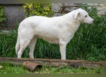 Flockie - Sanfte Hündin sucht Zuhause