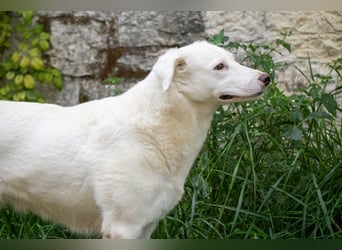 Flockie - Sanfte Hündin sucht Zuhause