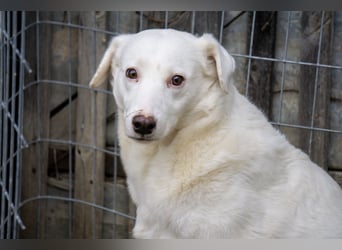 Flockie - Sanfte Hündin sucht Zuhause