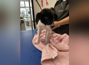 Lenny: verspielter Welpenbub sucht Zuhause