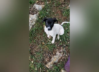 Lenny: verspielter Welpenbub sucht Zuhause