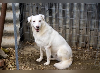 Flockie - Sanfte Hündin sucht Zuhause