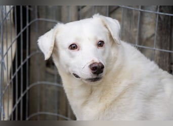 Flockie - Sanfte Hündin sucht Zuhause