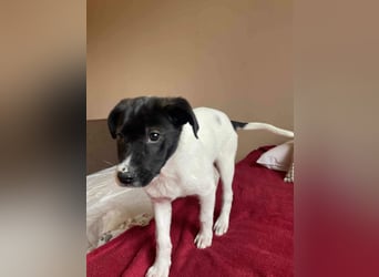 Lenny: verspielter Welpenbub sucht Zuhause