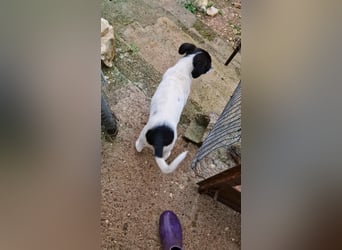 Lenny: verspielter Welpenbub sucht Zuhause