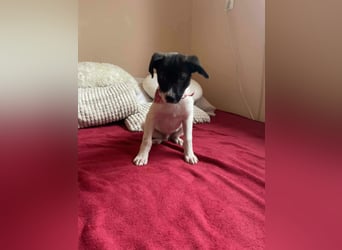 Lenny: verspielter Welpenbub sucht Zuhause