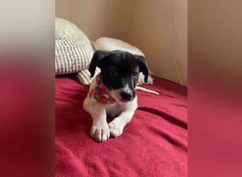 Lenny: verspielter Welpenbub sucht Zuhause