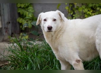 Flockie - Sanfte Hündin sucht Zuhause