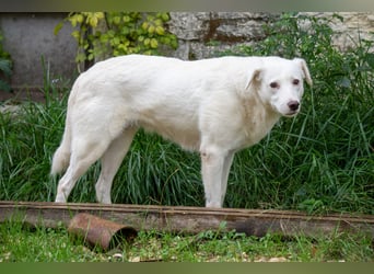 Flockie - Sanfte Hündin sucht Zuhause