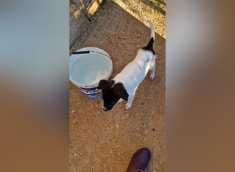 Lenny: verspielter Welpenbub sucht Zuhause