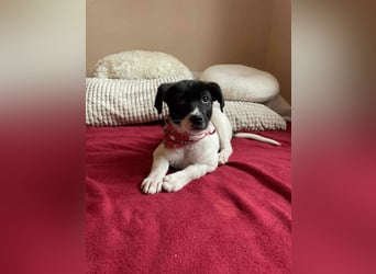 Lenny: verspielter Welpenbub sucht Zuhause