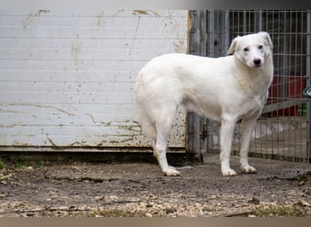 Flockie - Sanfte Hündin sucht Zuhause