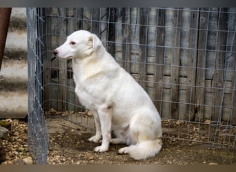 Flockie - Sanfte Hündin sucht Zuhause