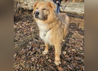 Kenzo sucht seine Menschen