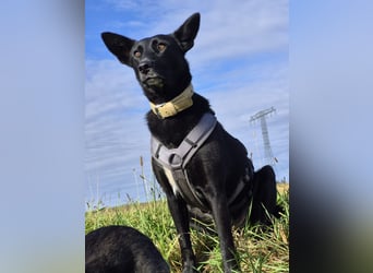 Maxi sucht ein neues Zuhause