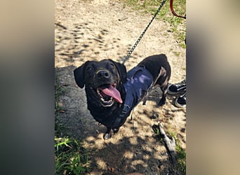 Pixie sucht ein neues Zuhause