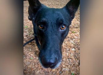 Maxi sucht ein neues Zuhause