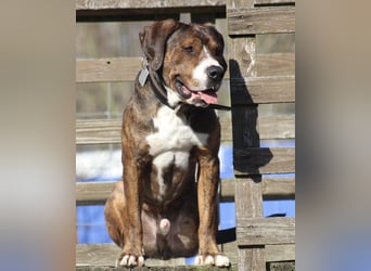 Dexter sucht ein neues Zuhause