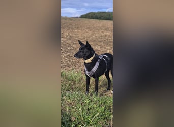 Maxi sucht ein neues Zuhause