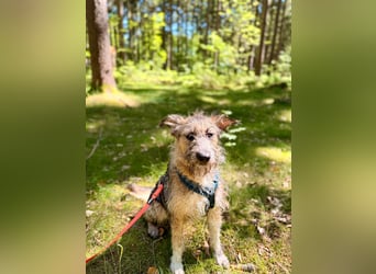 Isa sucht ein neues Zuhause