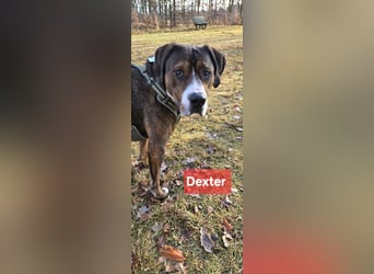 Dexter sucht ein neues Zuhause