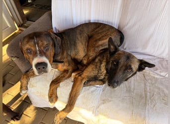 Dexter sucht ein neues Zuhause