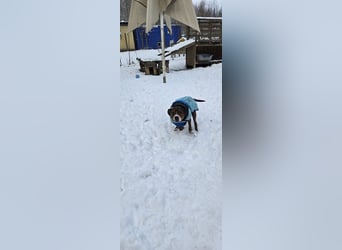 Dexter sucht ein neues Zuhause