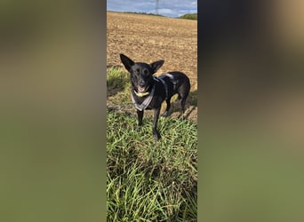Maxi sucht ein neues Zuhause