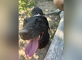 Pixie sucht ein neues Zuhause