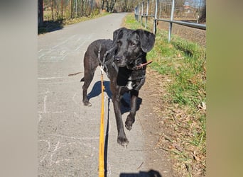 Pixie sucht ein neues Zuhause