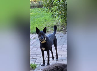 Maxi sucht ein neues Zuhause